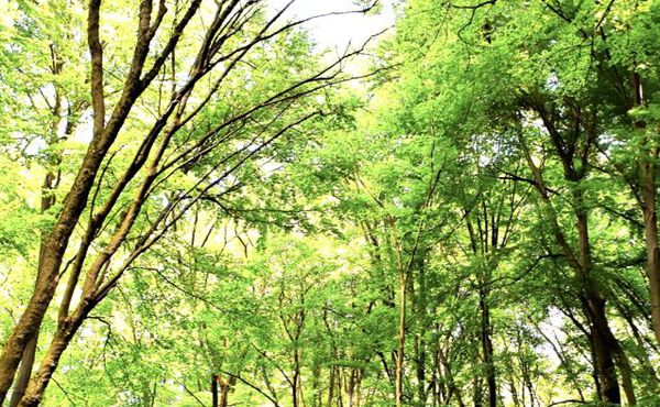 ภาพขนาดย่อ