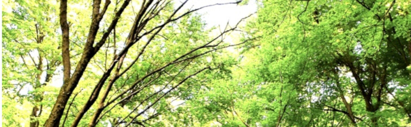 ส่วนบนสุดของเว็บไซต์