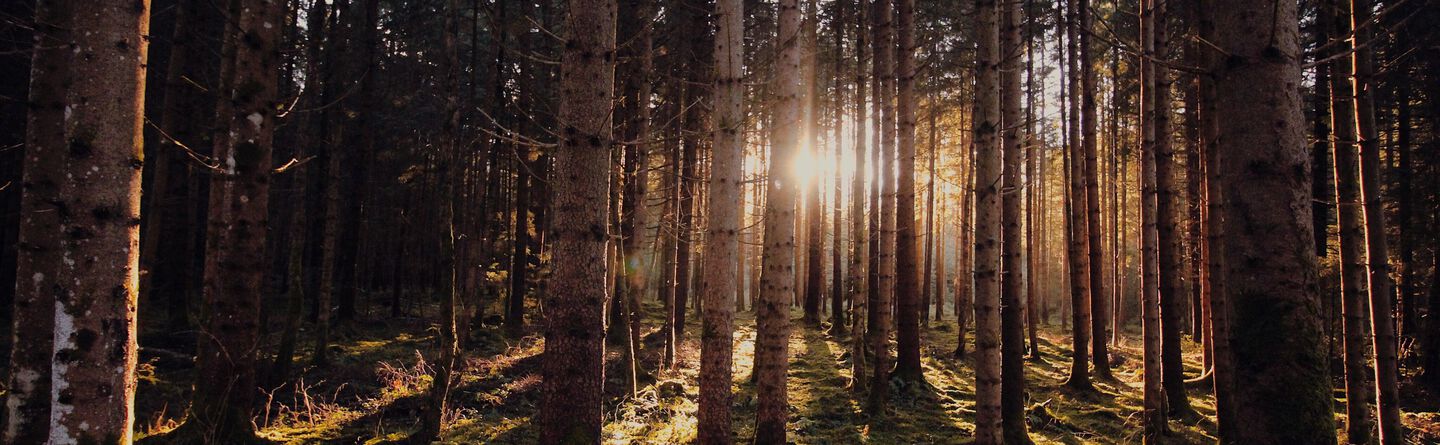 ส่วนบนสุดของเว็บไซต์