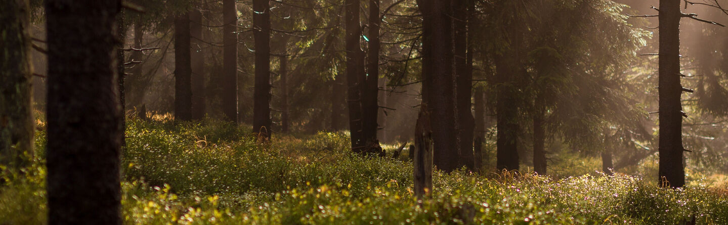 ส่วนบนสุดของเว็บไซต์