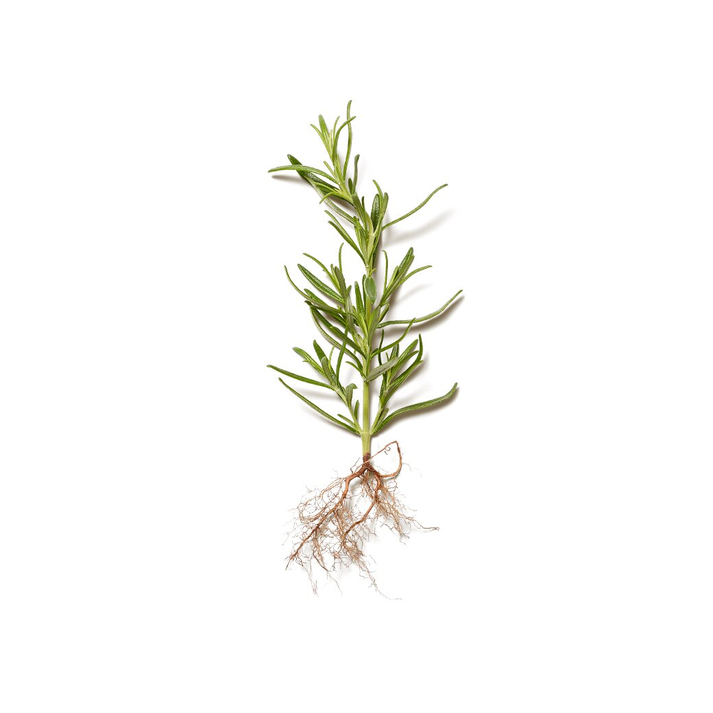 Rosemary