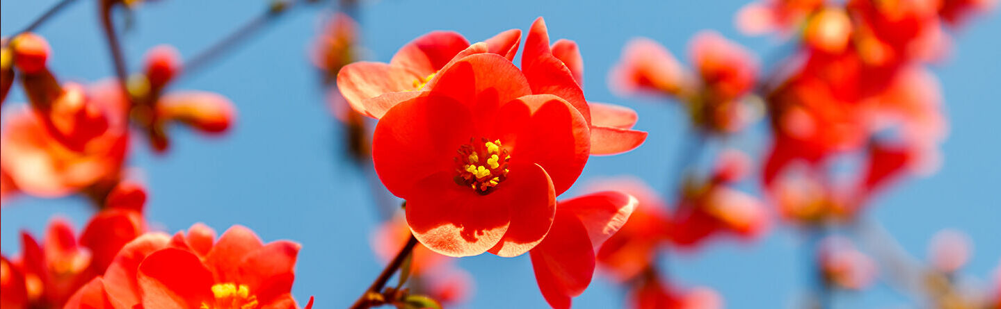 ส่วนบนสุดของเว็บไซต์