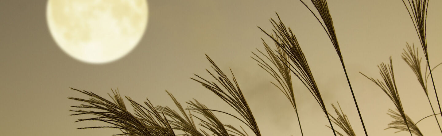 ส่วนบนสุดของเว็บไซต์