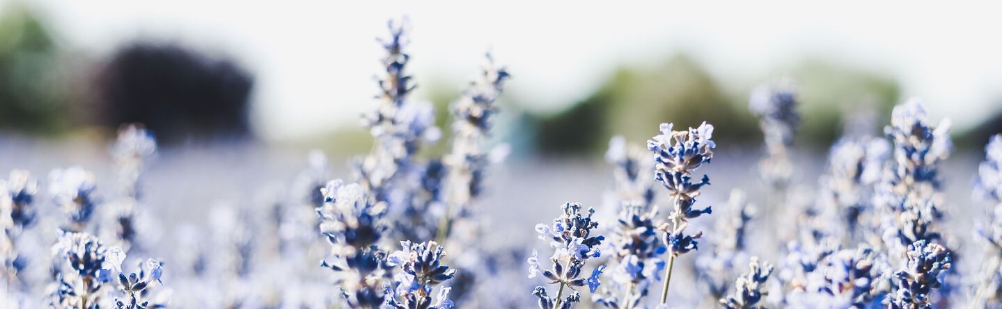 ส่วนบนสุดของเว็บไซต์